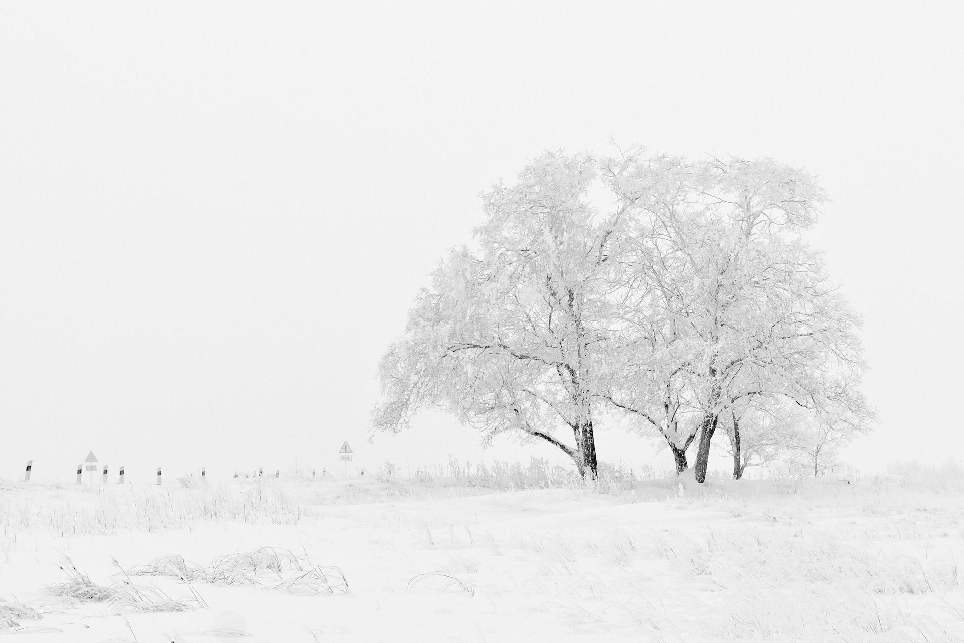 Bäume mit Schnee im Winter